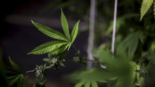 A view of the cannabis plant grown for medicinal, pharmaceutical or health purposes in La Ceja, Antioquia, Colombia on July 18, 2023.