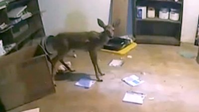 Police respond to home intruder, find adorable baby deer instead in Indiana