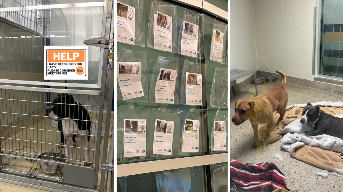 Lost dogs have fueled overpopulation in U.S animal shelters – NBC Chicago - Vimarsana News