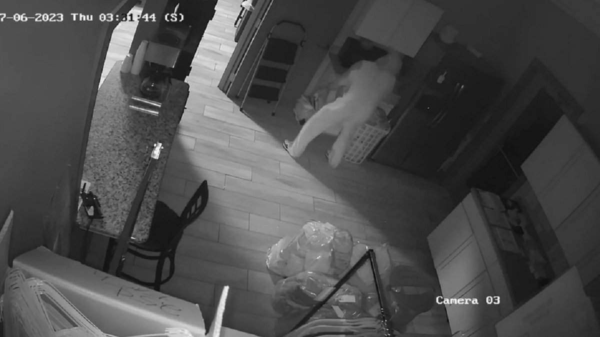 Watch Bunny suitdressed burglar caught robbing Quincy laundromat