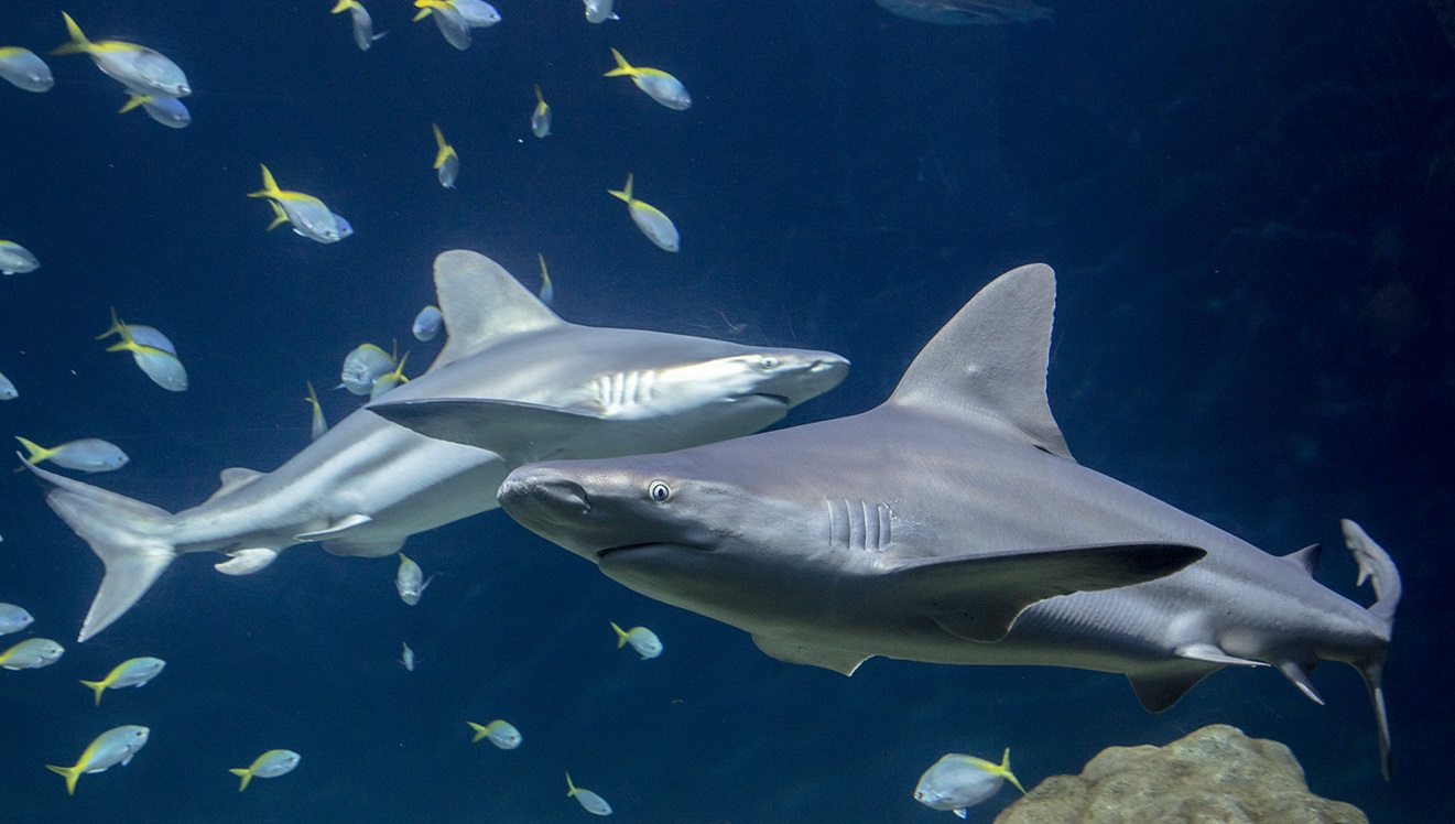 Interesting Facts About Hammerhead Sharks, The Latest Shark Week 2023 News  on Discovery