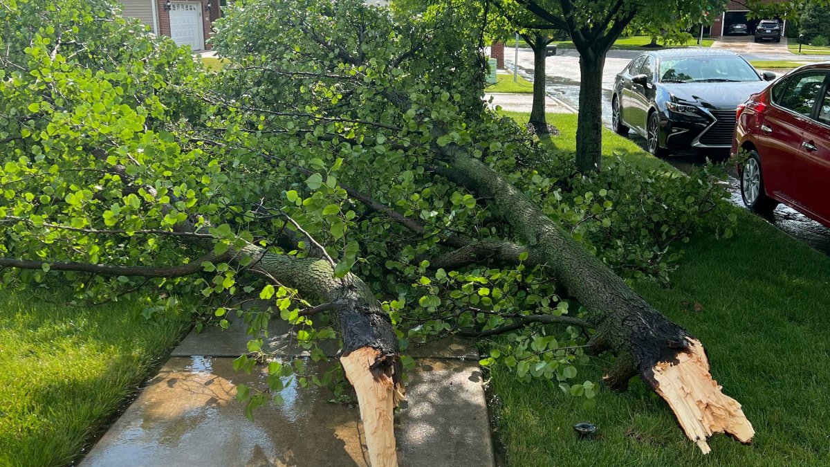 Gusty winds blow through Chicago area, damaging trees amid severe