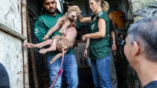 A dog is rescued by Humane Society International workers at Tomohon Extreme Market.