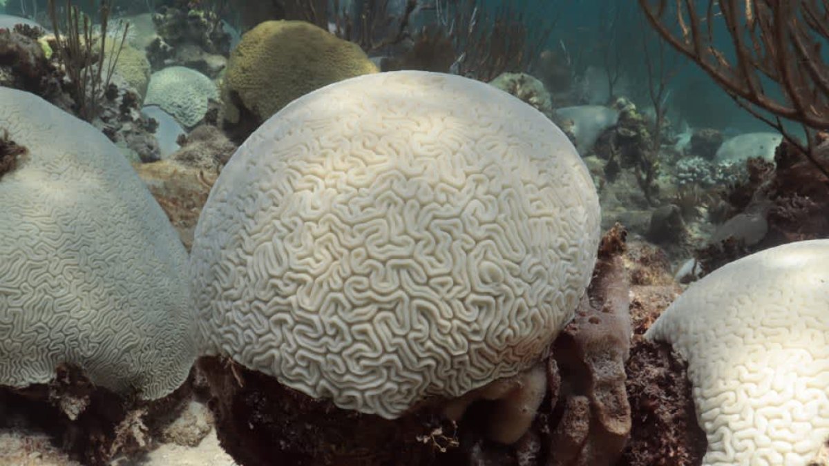 Conditions are ripe for a global coral bleaching event: 'Florida is just the tip of the iceberg' – NBC Chicago - Vimarsana News