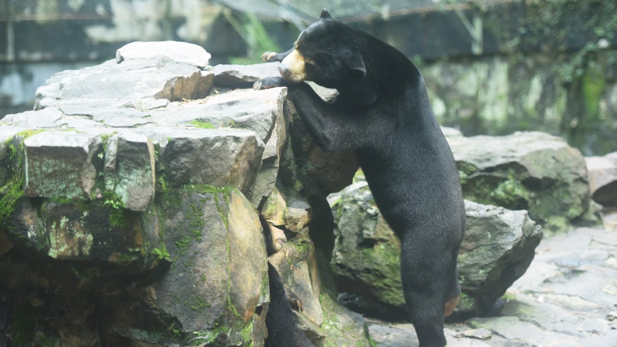 Zoo in China denies speculation that its bears are actually humans in