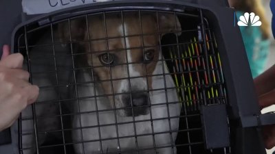 Humane Rescue Alliance Debuts Public Service Announcement