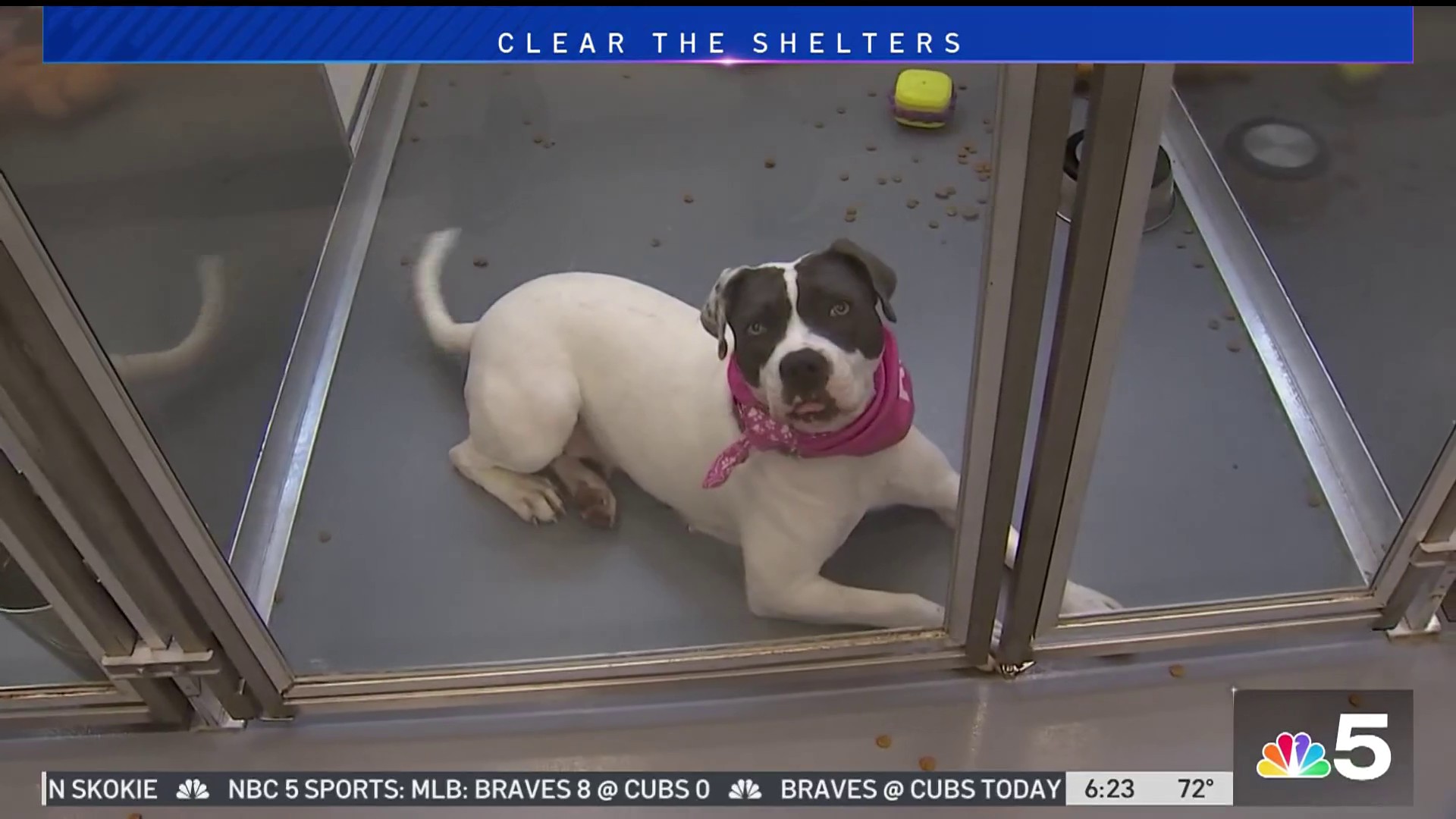 Chicago Cubs Dog Cat Bow Tie slides Onto Pet's Existing 