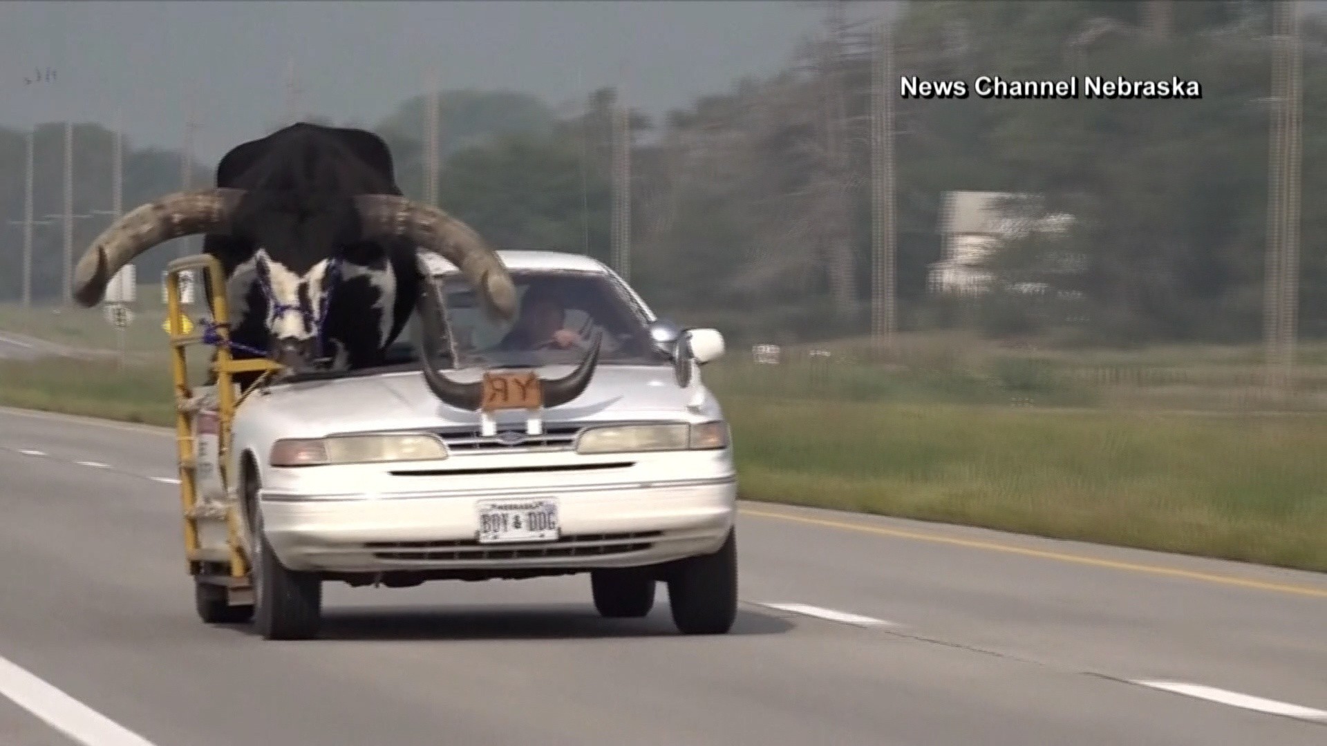 Nebraska man pulled over with bull riding shotgun, video shows NBC
