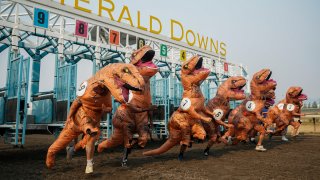 Racers, including eventual winner Ocean Kim (5), leave the gates for the championship race during the “T-Rex World Championship Races” at Emerald Downs, Sunday, Aug. 20, 2023, in Auburn, Wash.