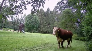Photos captured on a neighbor's camera show a tagged, brown and white bull walking in a grassy yard near a small outdoor playset with swings and a slide.