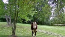 1,600-pound bull missing, on the loose in a Chicago suburb, officials say - NBC Chicago