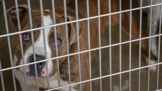 A dog is kept in a cage at the Harris County Pets animal shelter on July 18, 2022 in Houston, Texas.