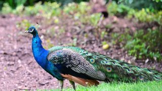 A picture taken on August 7, 2023 shows an abandoned peacock at a shelter cared for by the Brigitte Bardot Foundation in Bazoches-sur-Guyonne, outside Paris