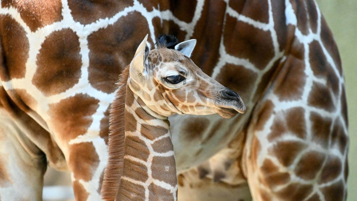 It’s a girl! Brookfield Zoo welcomes baby giraffe. See the cute photos
