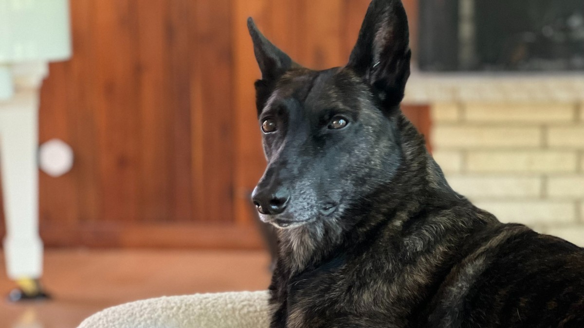 Opinion: Losing a pet is painful, but not experiencing their love is worse