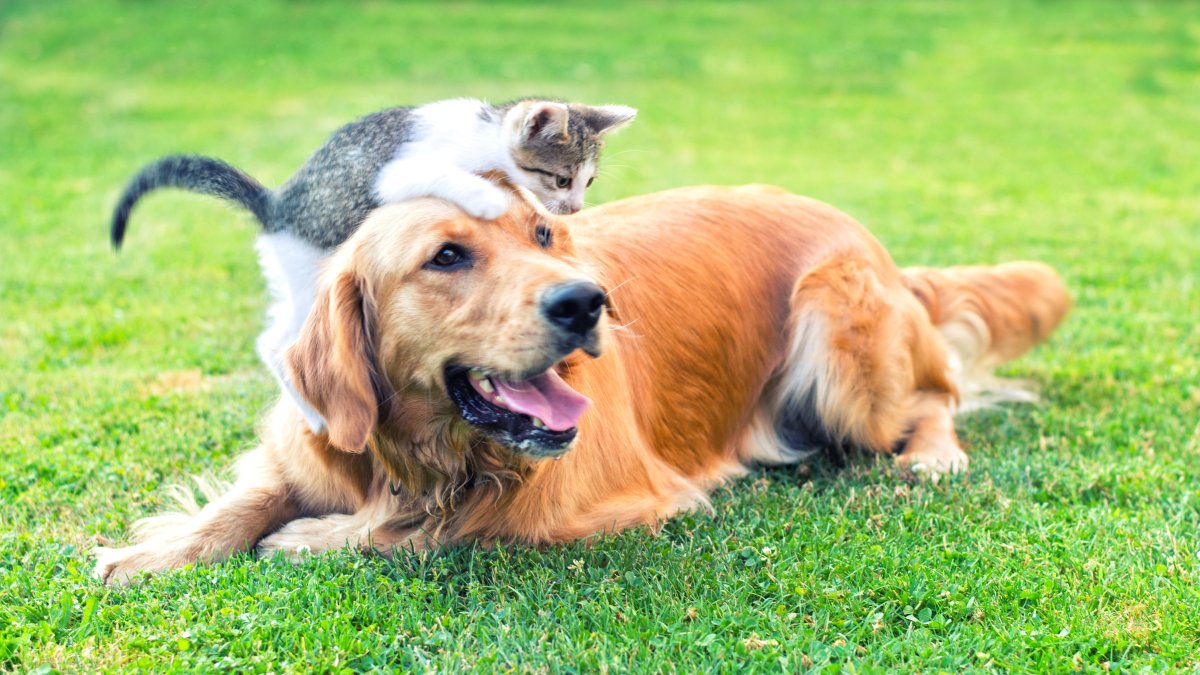 Clear the Shelters 2023: full list of participating shelters – NBC Chicago - Vimarsana News