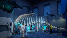Chicago’s Shedd Aquarium will undergo a $500M redesign. See what it will look like – NBC Chicago