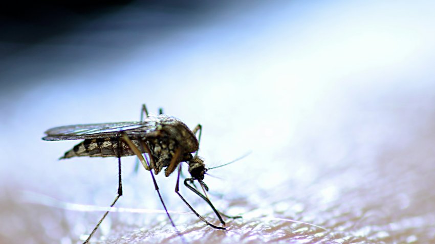 A mosquito in close-up
