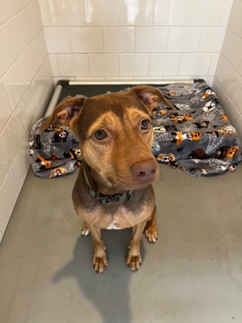 Clear the Shelters: Happy adoptions, and pets still looking for homes