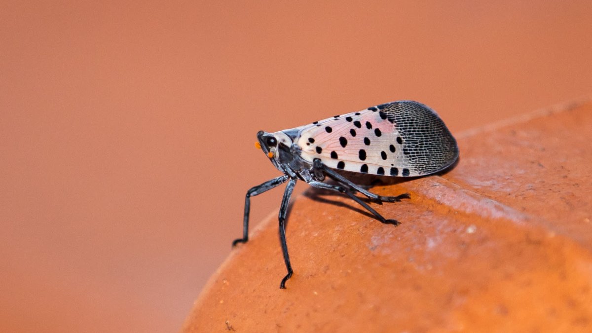 Invasive species cost the global economy over $423 billion annually, according to a new report from the United Nations - Vimarsana News