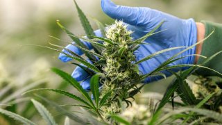 An employee of Aurora Deutschland GmbH, a manufacturer of medical Cannabis products, inspects a flowering Cannabis plant in a greenhouse in Leuna, Germany September 11, 2023. 