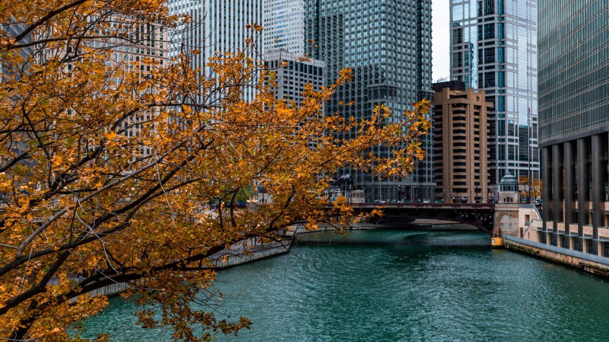 随着秋天来临芝加哥的温度仍然像夏天一样，树叶何时会变色？