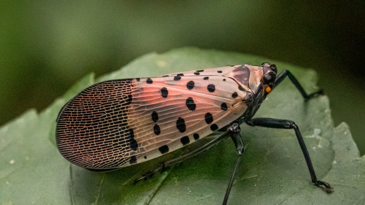 伊利诺伊州发现斑纹灯蝉：它是什么，为什么专家们感到担忧