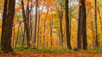 Colorful Fall Colors in Tennessee in October  2022.