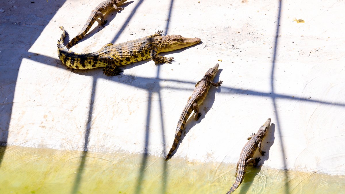 7 people killed after rainstorms in China and 70 crocodiles on the loose – NBC Chicago - Vimarsana News