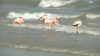 Flamingos spotted on a Wisconsin beach for the first time ever