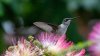 When will hummingbirds leave Illinois? Here's when to expect peak migration