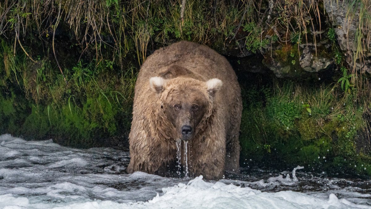 Single mother 'thicker than a bowl of oatmeal' wins Alaska's Fat Bear Week  – NBC Chicago - Vimarsana News