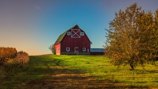 A beautiful scene of a traditional red barn. cornfield and apple tree in saturated colrs