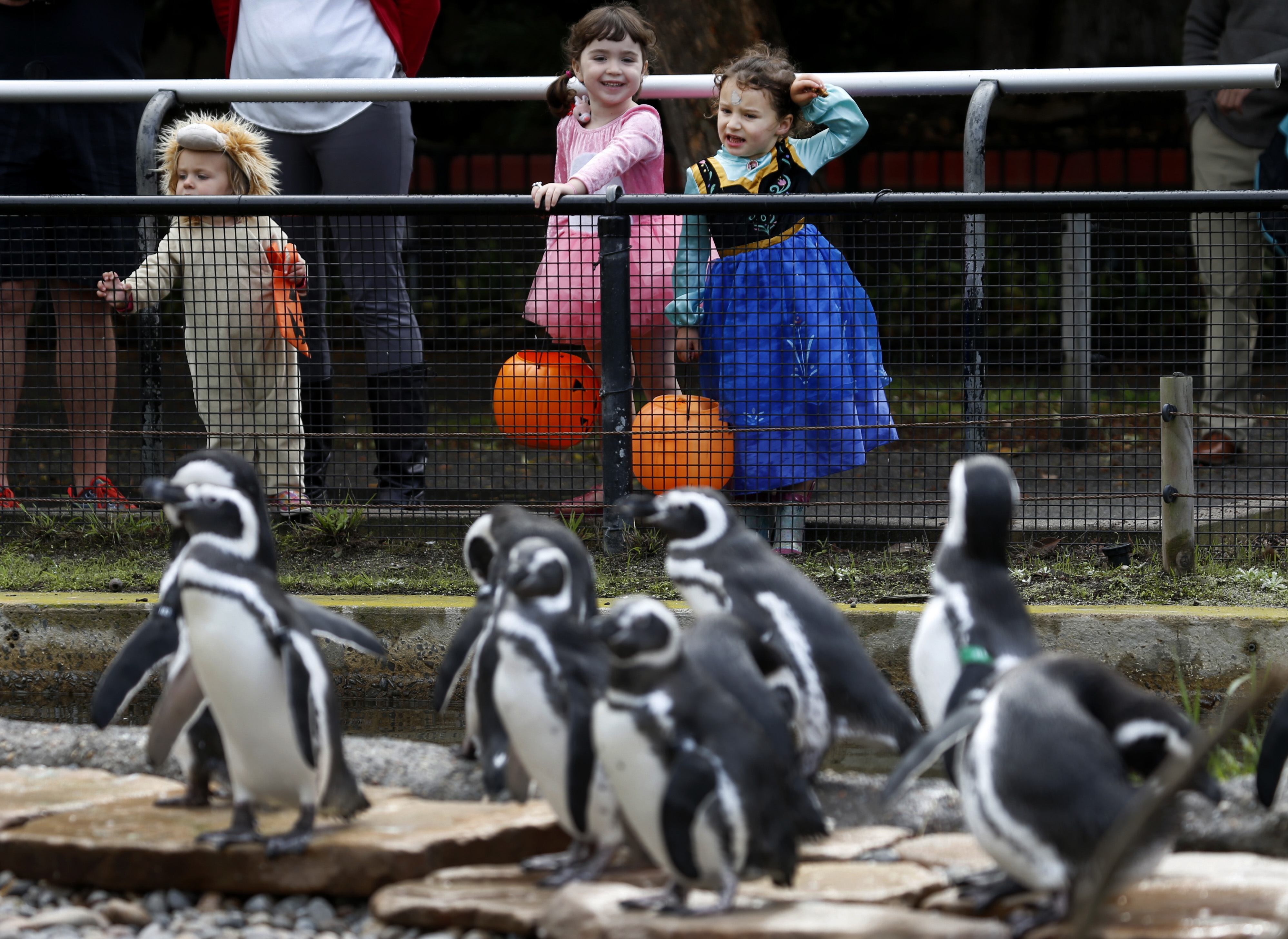 Halloween programs at zoos and botanical gardens are a hit, and an opportunity – NBC Chicago - Vimarsana News