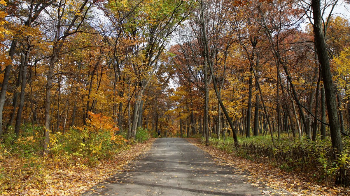 伊利诺伊州秋天的色彩地图：2023年秋天的色彩何时达到高峰？