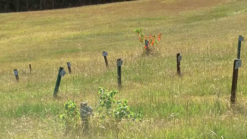 Pauper's graveyard in Mississippi field with post markers