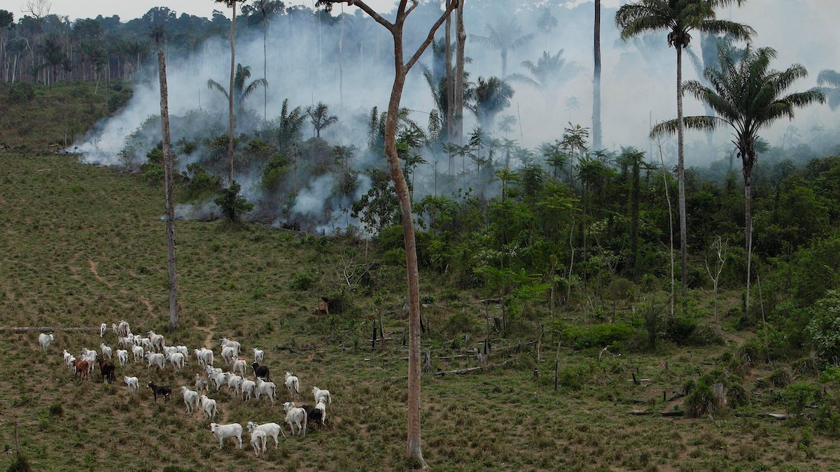 How a Utah-based beef distributor fuels amazon deforestation – NBC Chicago - Vimarsana News