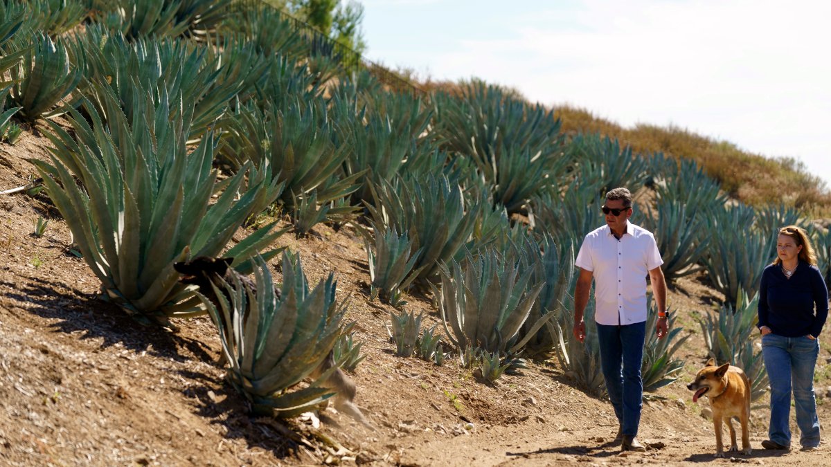 Californians farm agave to weather drought and groundwater limits – NBC Chicago - Vimarsana News