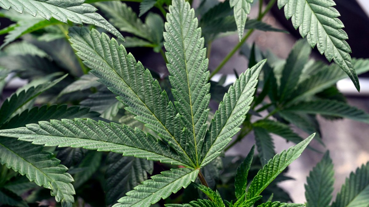 US drug agency will move to reclassify marijuana in a historic shift