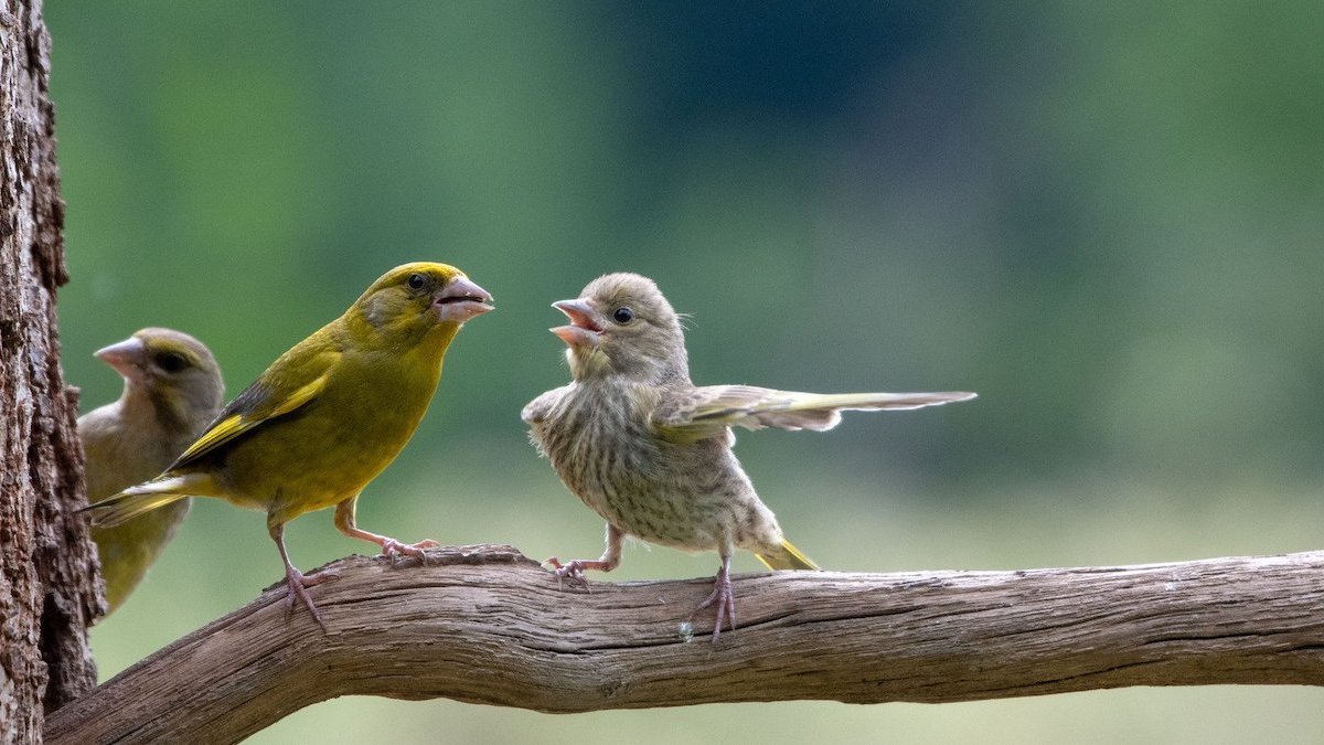 Comedy Wildlife Photography Awards 2023: See the funniest winners – NBC Chicago - Vimarsana News
