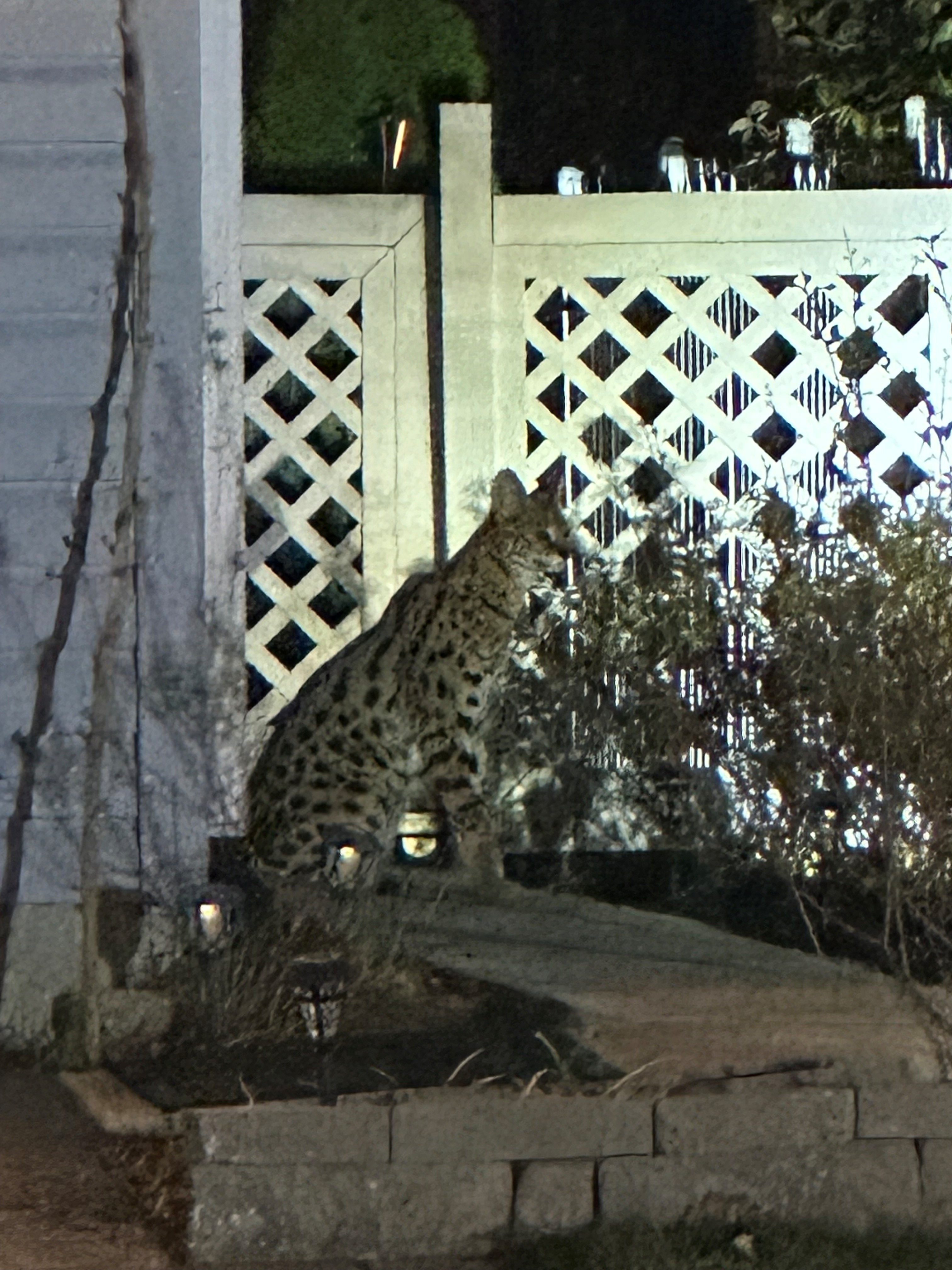 Escaped pet serval cat in Illinois dies after capture NBC Chicago