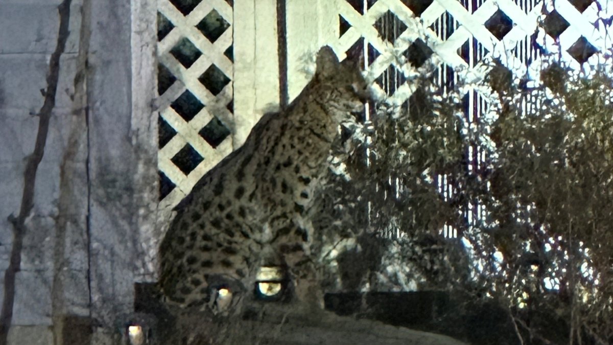 Escaped pet serval cat dies after capture in Chicago suburb, police say