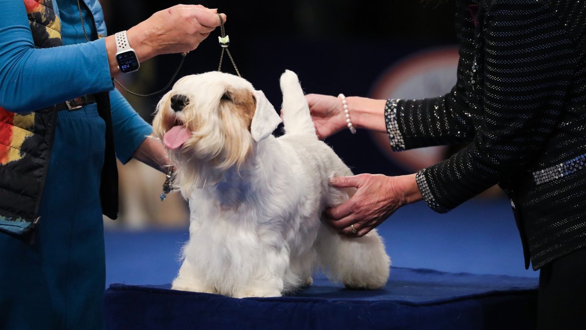 Meet Stache, the winner of the 2023 National Dog Show