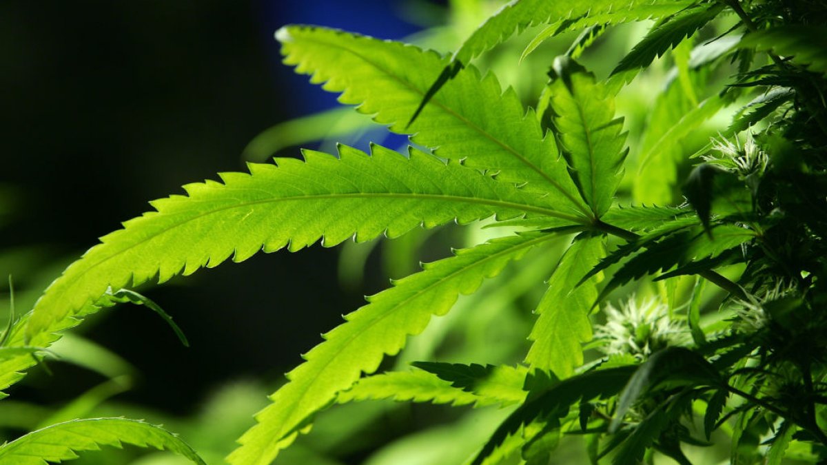 Ohio legalizes recreational marijuana for adults – NBC Chicago - Vimarsana News