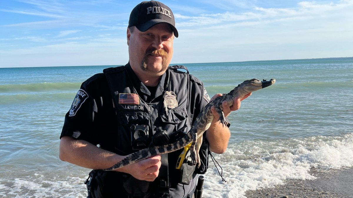 Alligator found on Lake Michigan beach in southern Wisconsin, police say Alligator found on Lake Michigan beach in southern Wisconsin, police say