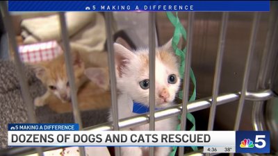Chicago animal shelter rescues 79 dogs, cats from Caribbean island