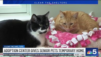 Clear the Shelters:  Woodstock animal shelter specializing in senior pets is thriving