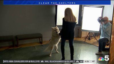 Clear the Shelters:  An Evanston Pet Photographer boosts donations to a local animal shelter