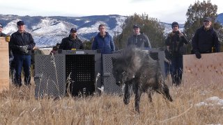 In this photo provided by Colorado Parks and Wildlife, wildlife officials release five gray wolves onto public land.