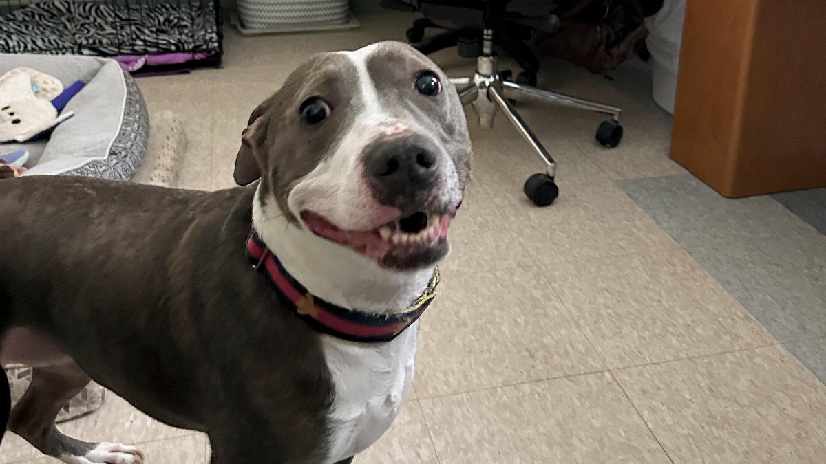 Animal shelters overcrowd as families face financial issues – NBC Chicago - Vimarsana News